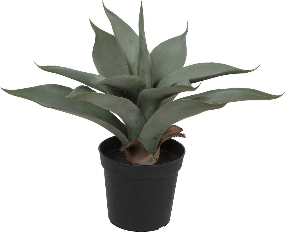 Potteplante Succulent 38cm