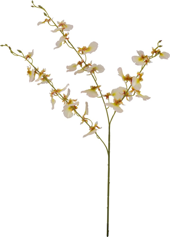 Stilk orkide H64cm