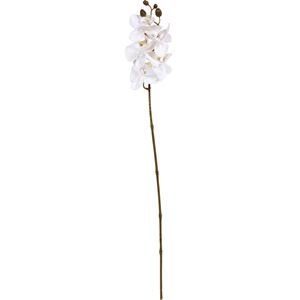 Stilk Orkide H58cm