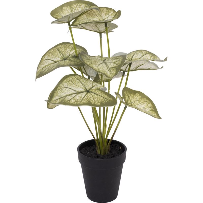 Potteplante Caladium Taro H37cm  